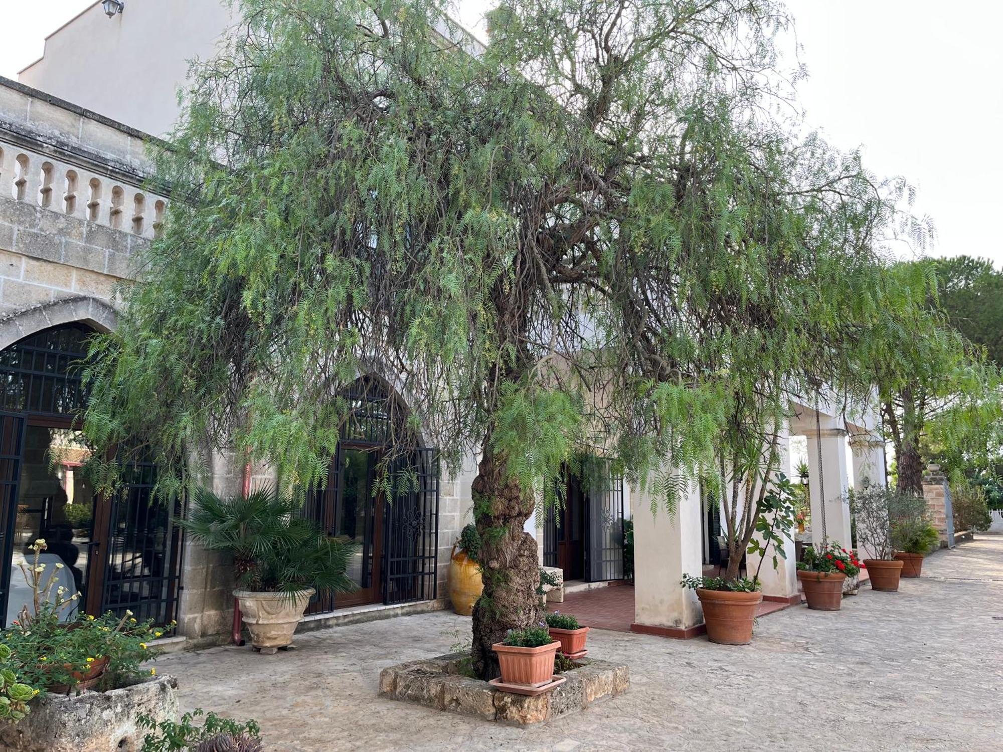 Masseria La Camardia Sava Εξωτερικό φωτογραφία
