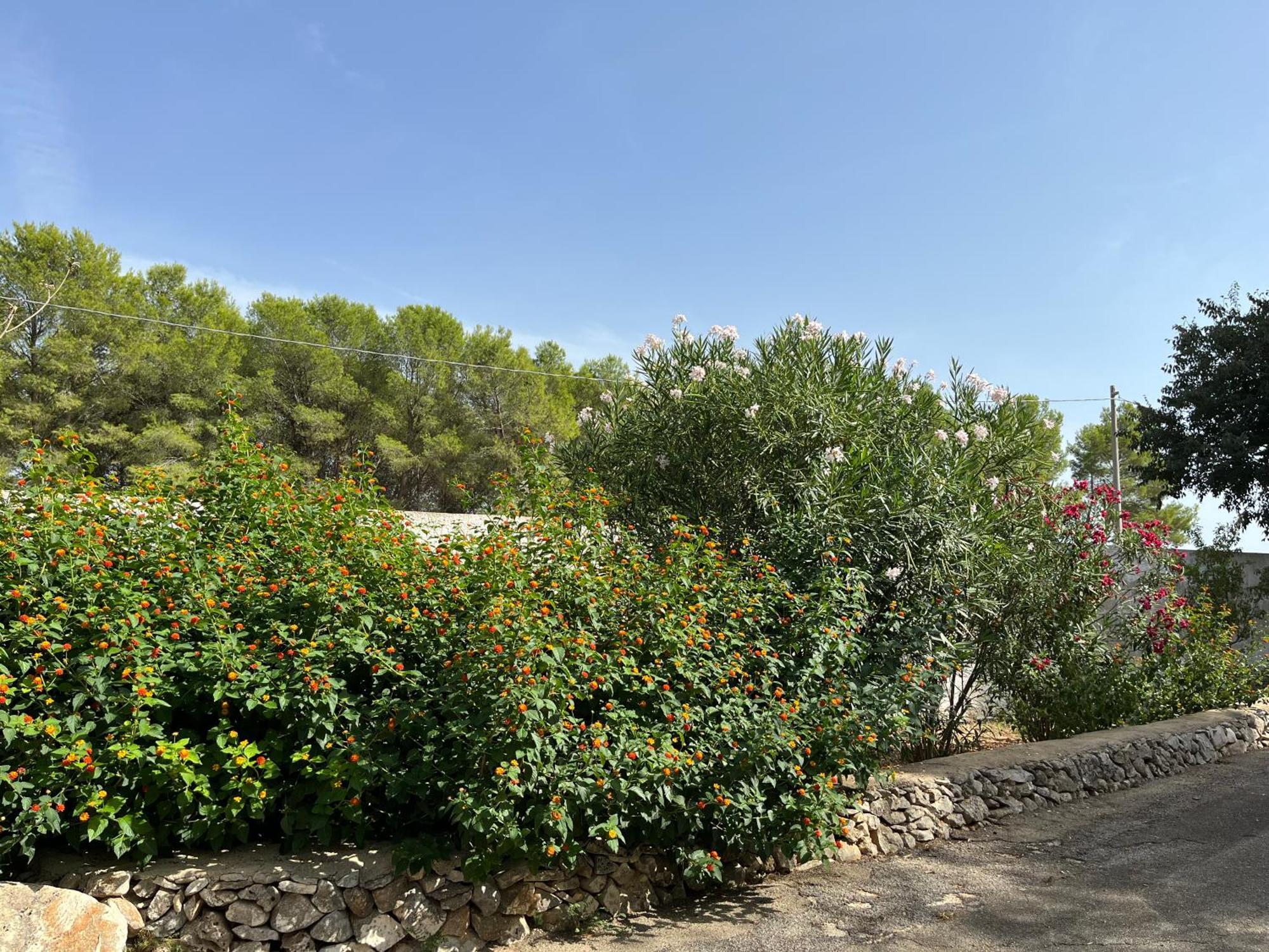 Masseria La Camardia Sava Εξωτερικό φωτογραφία